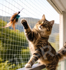 Kedi Filesi